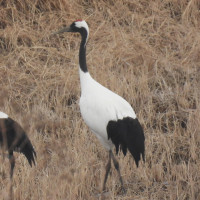 Red-crowned Crane